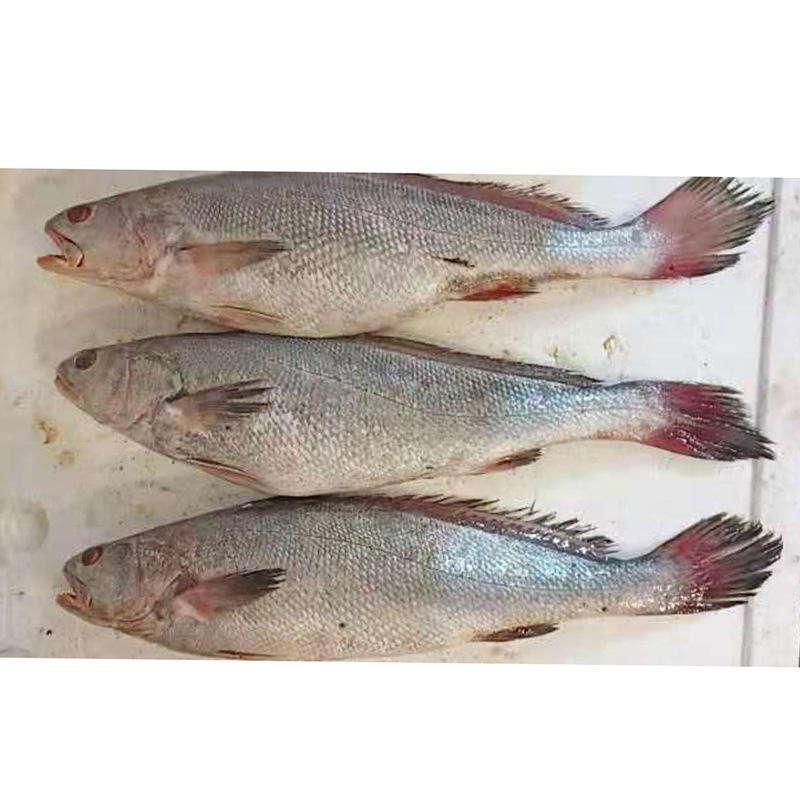 鮮活水產(chǎn)品市場(chǎng)動(dòng)態(tài)與乳山熟食麻辣海鮮罐頭價(jià)格行情解析